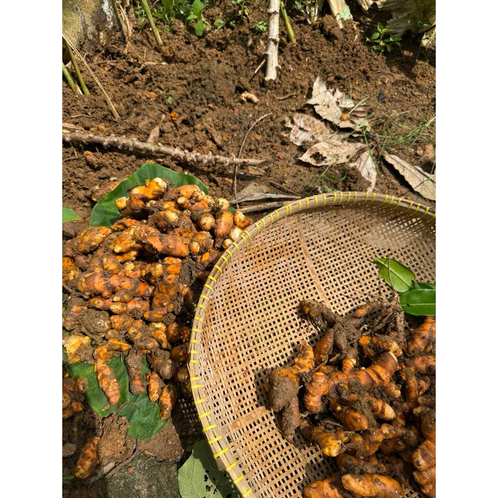 

kunyit segar 1 kg
