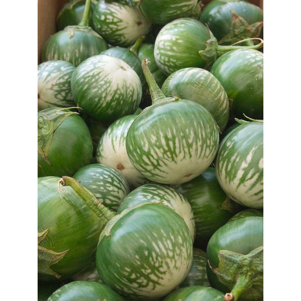 

Terong Bulat FRESH BATAM