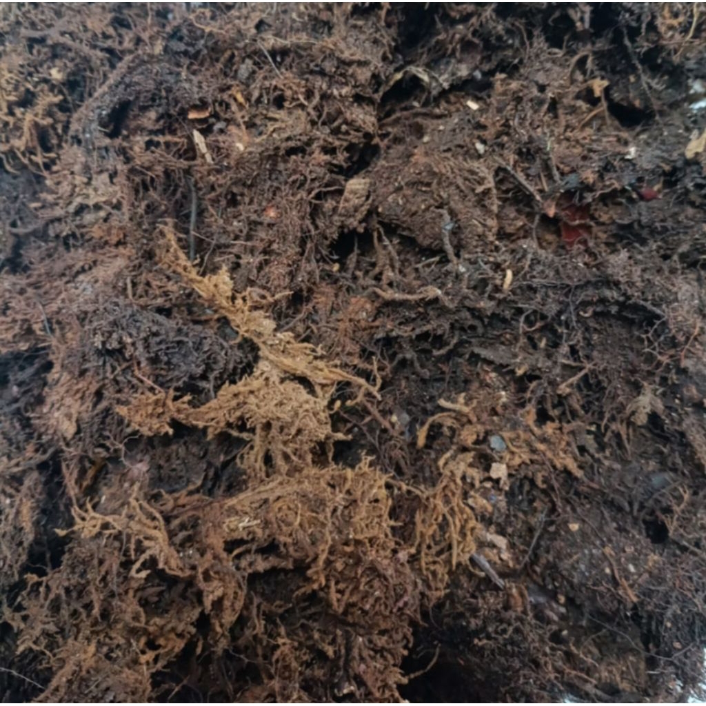 Akar Kadaka (Moss Hitam) Media Tanam Tanaman Anggrek Platycerium