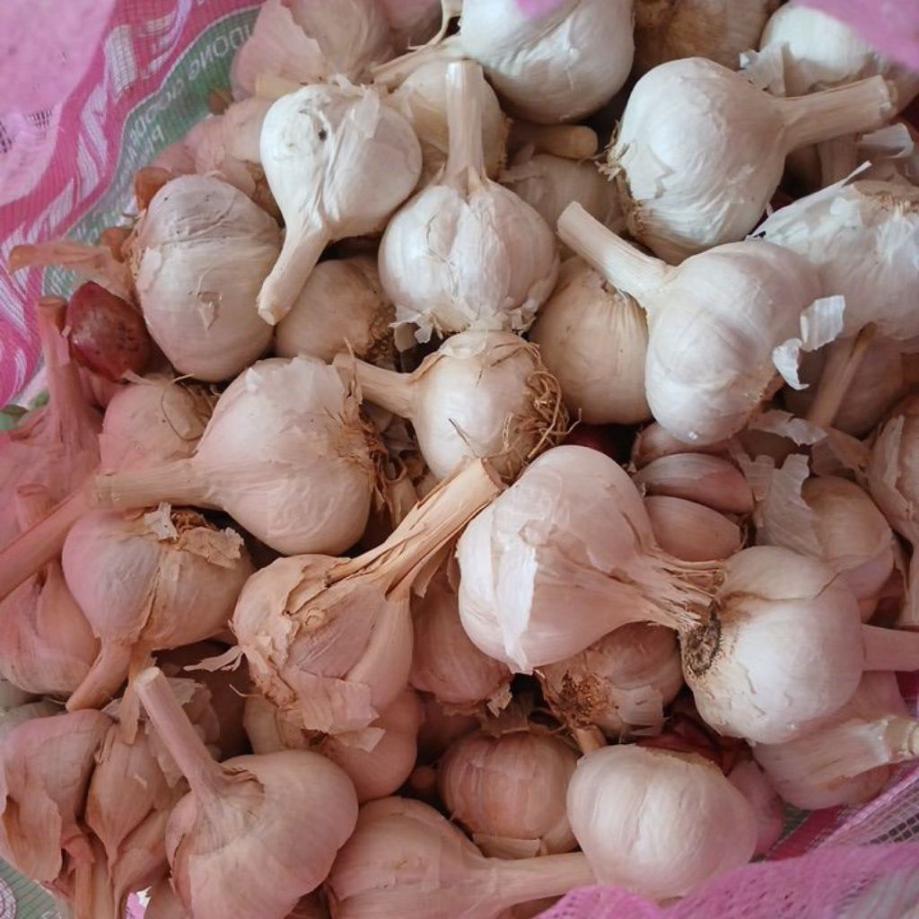 

bawang putih super