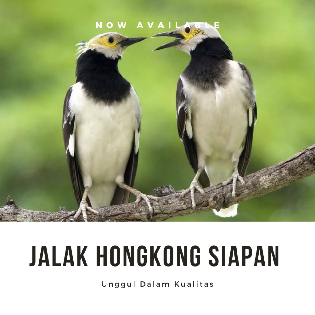 Jalak Hongkong Dewasa Pasangan Siap Ternak