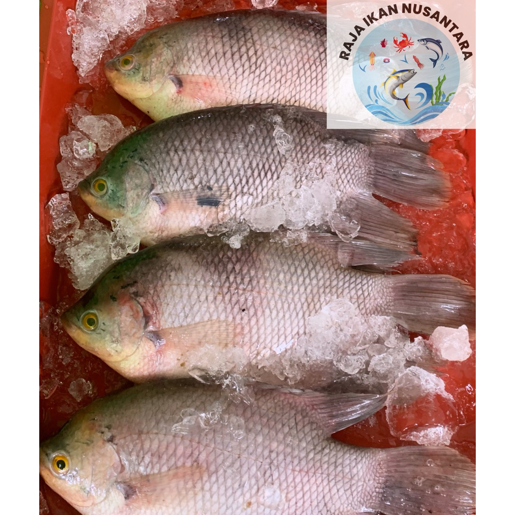 

IKAN GURAME UTUH 1KG SEGAR & FROZEN PREMIUM TERMURAH