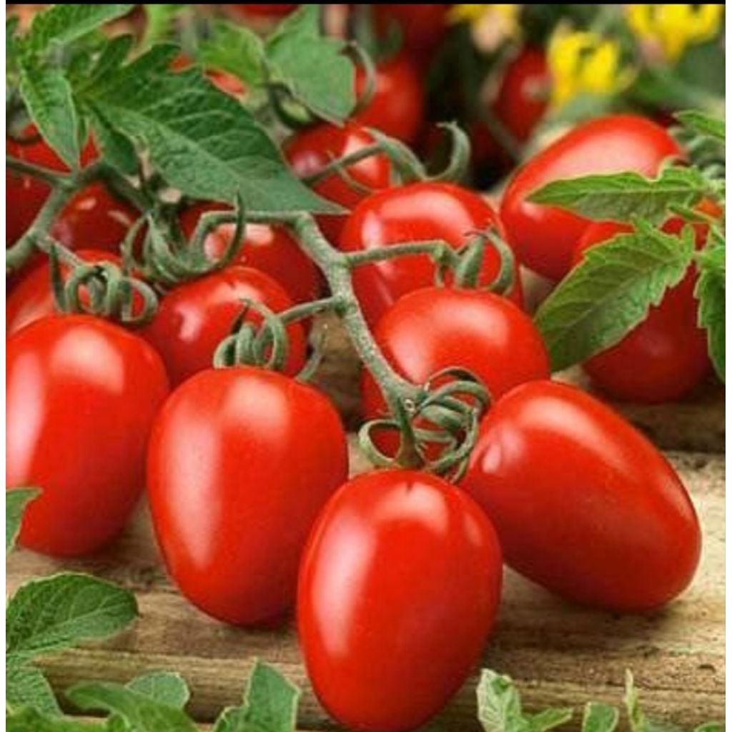 5 Biji - Benih Tomat Cherry JULIET F1