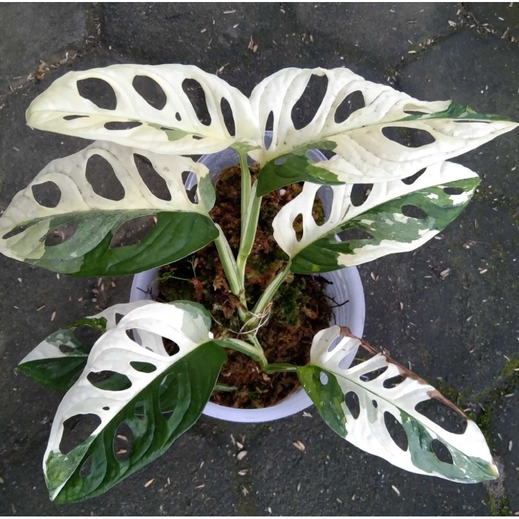 Mokilo43 Janda Bolong Acuminata Japan Varigata Putih