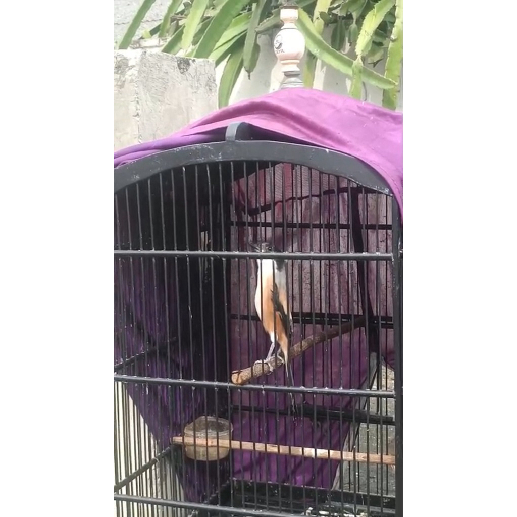 Pentet Blangkon Madura Gacor Full Isian Jinak Fullset kandang