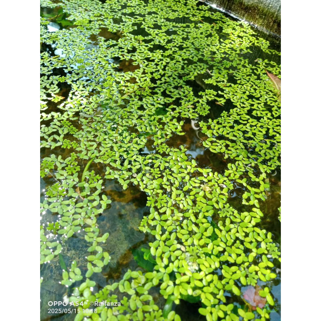 Tanaman hias aquarium azolla atau mata lele/kantong