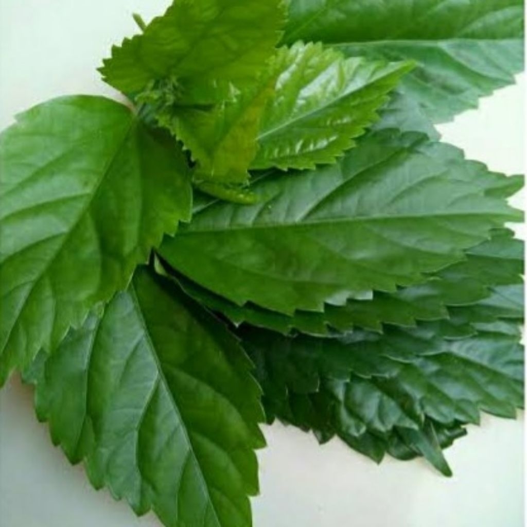 

Daun Bunga Sepatu/Wera Segar 1 Kg Asli Herbal Alami