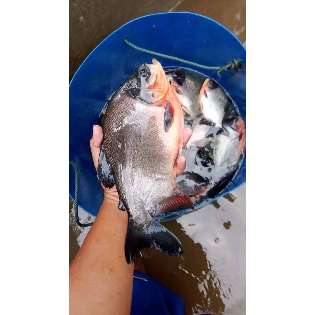 

ikan bawal fress