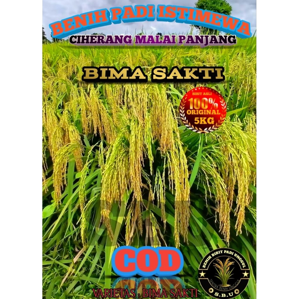 BENIH PADI BIMA SAKTI (CIHERANG MALAI PANJANG) 5KG