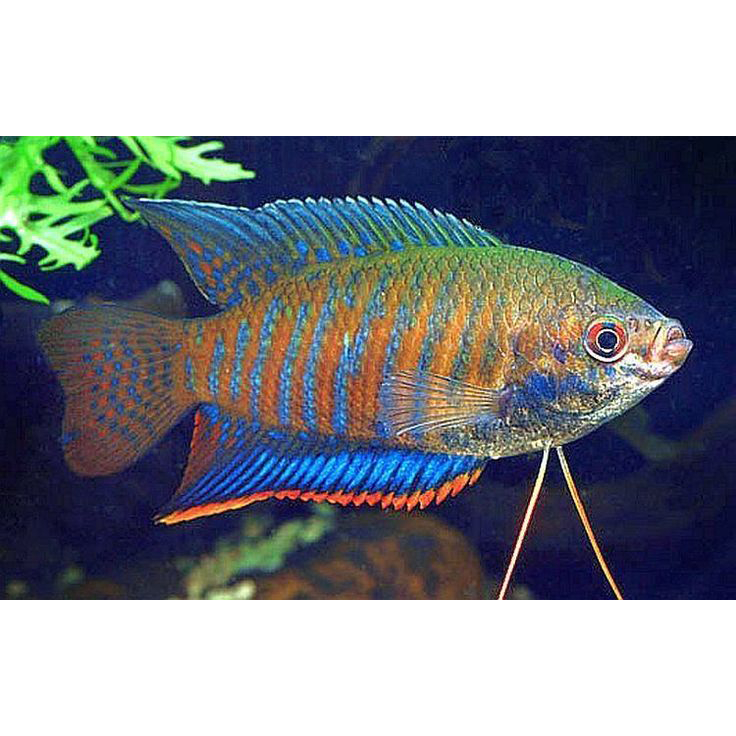 Ikan Hias Sepat Labiosa / Trichogaster labiosa / Ikan Hias Air Tawar