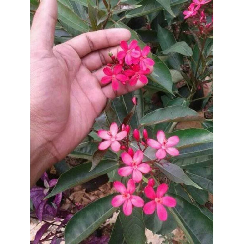 Tanaman hias batavia - pohon batavia