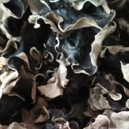 

jamur kuping kering premium black fungus,Wood ear mushroom