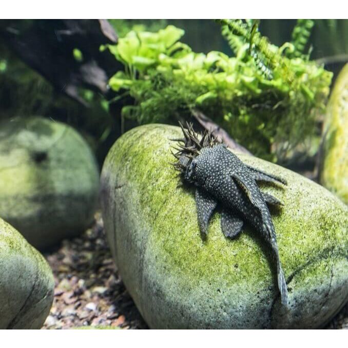 Ikan Hias Brushmouth Hitam / Ikan Pembersih Aquarium / Ikan Pemakan Lumut / Alga Eater / Bristlenose