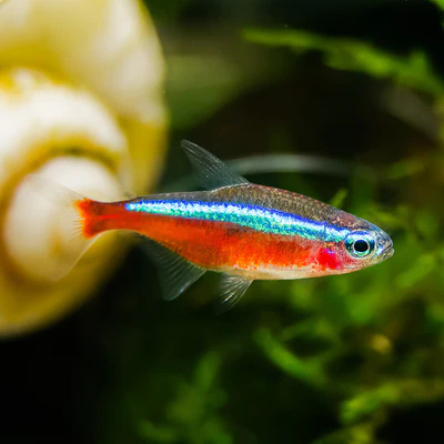 Ikan Hias Cardinal Tetra / Neon Tetra Cardinal / Ikan Neon Cardinal Tetra / Ikan Hias Air Tawar / Ik