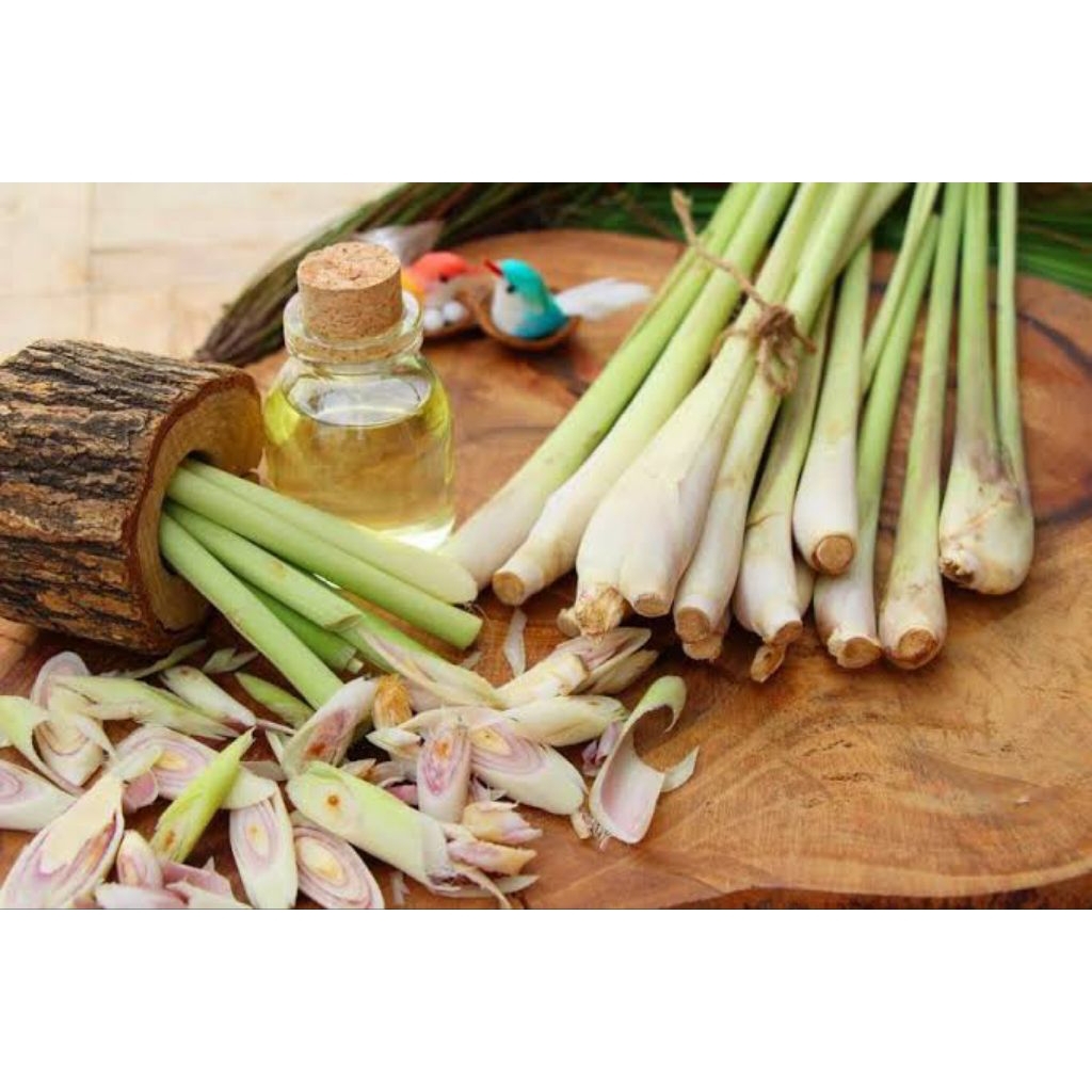 

sereh 1 kg | batang #sereh segar hasil kebun sendiri