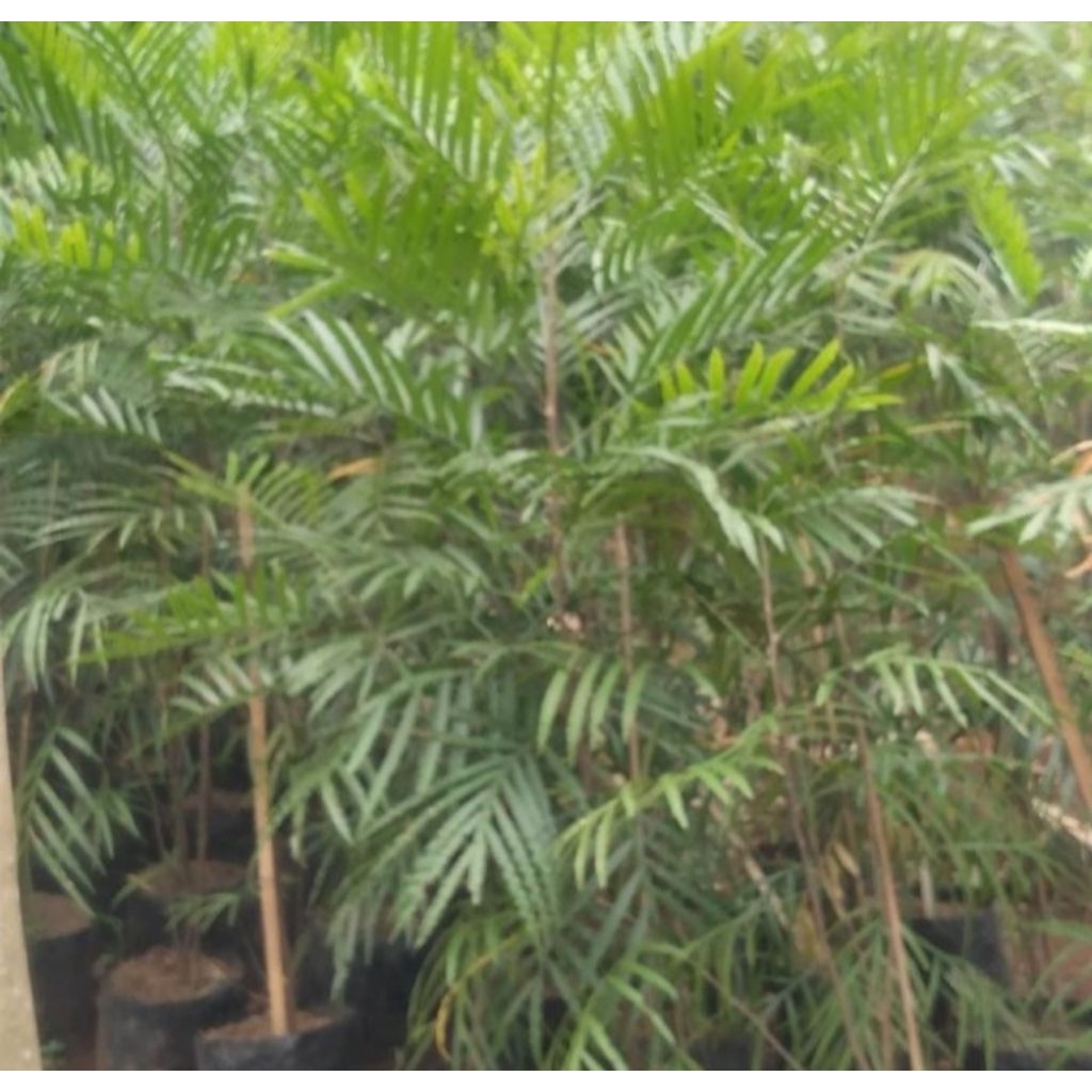 tanaman peneduh kiara payung 1 meter