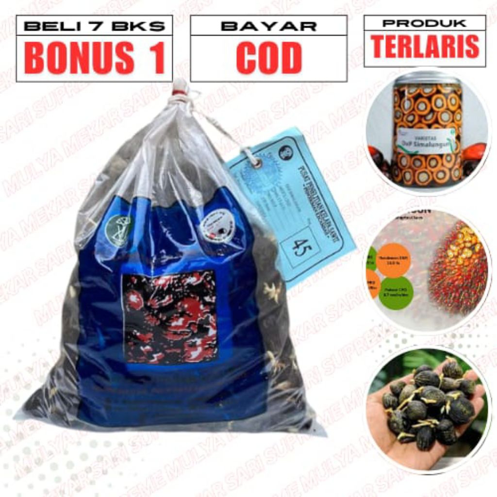 BENIH KECAMBAH SAWIT SIMALUNGUN UNGGUL