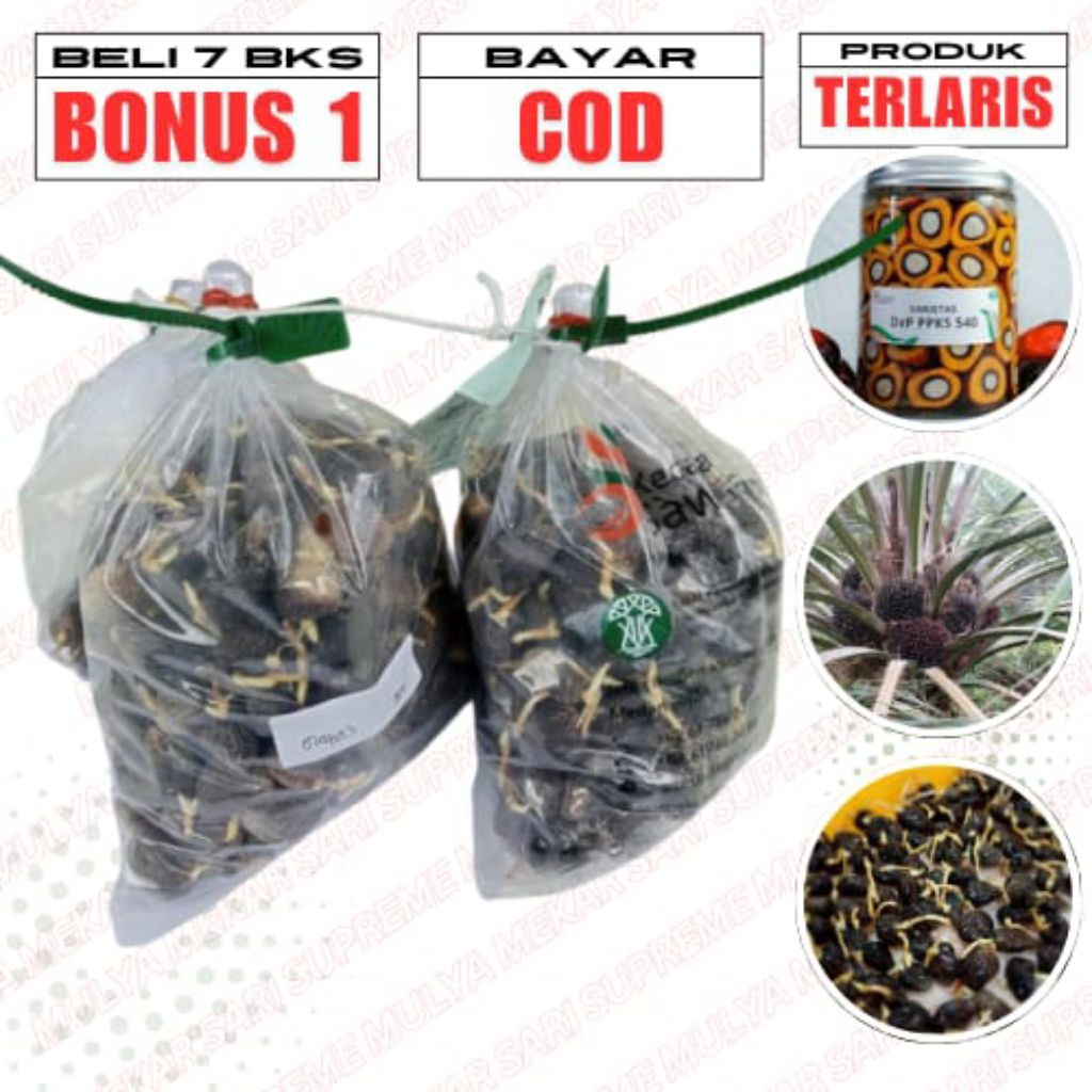 BENIH KECAMBAH SAWIT PPKS 540 NG