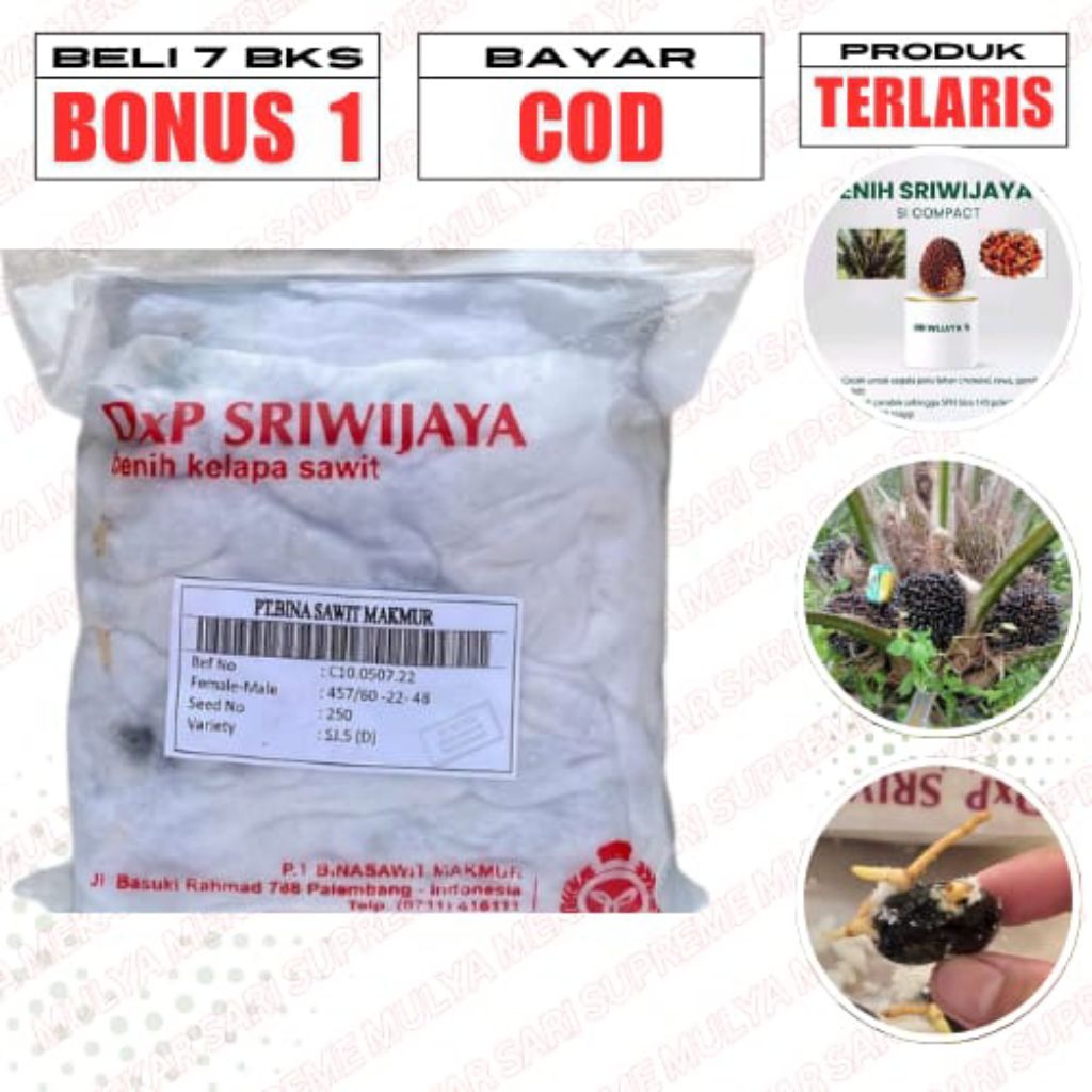 BENIH KECAMBAH SAWIT DxP SRIWIJAYA 5