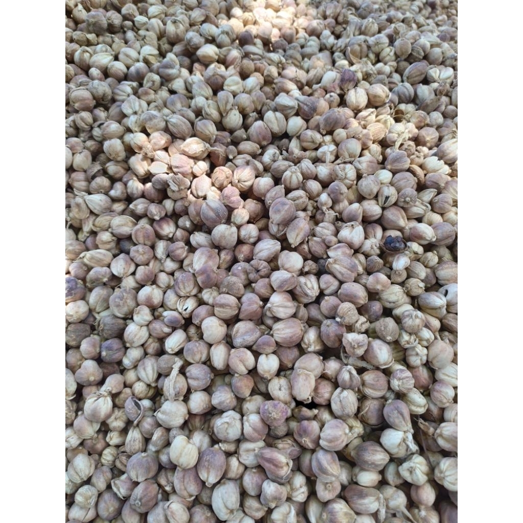 

KAPOLOGO kapulaga kering Jawa 5KG paket hemat