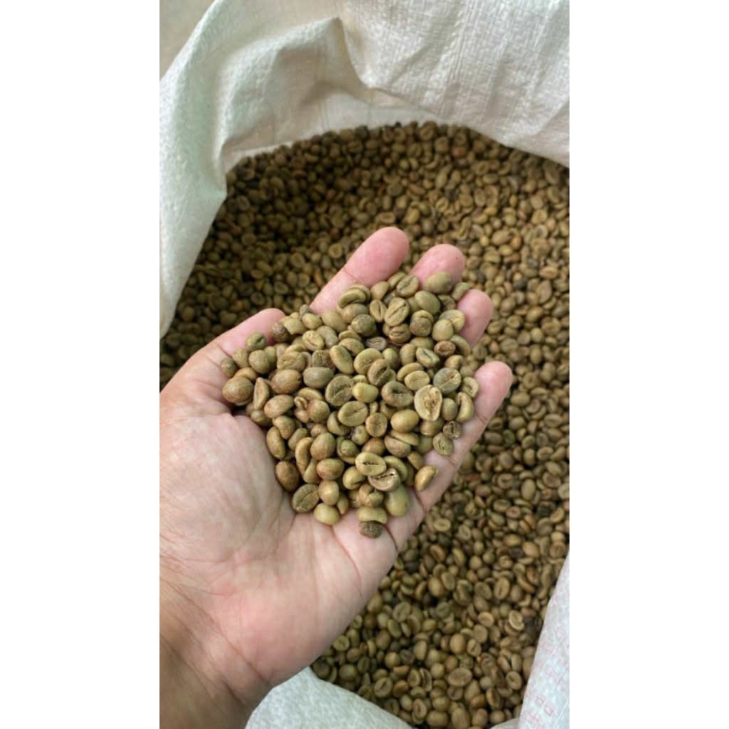 

Green Bean Robusta Kagura – Grade Sortir 6mm up/ Grade 1 (CANTIGI)