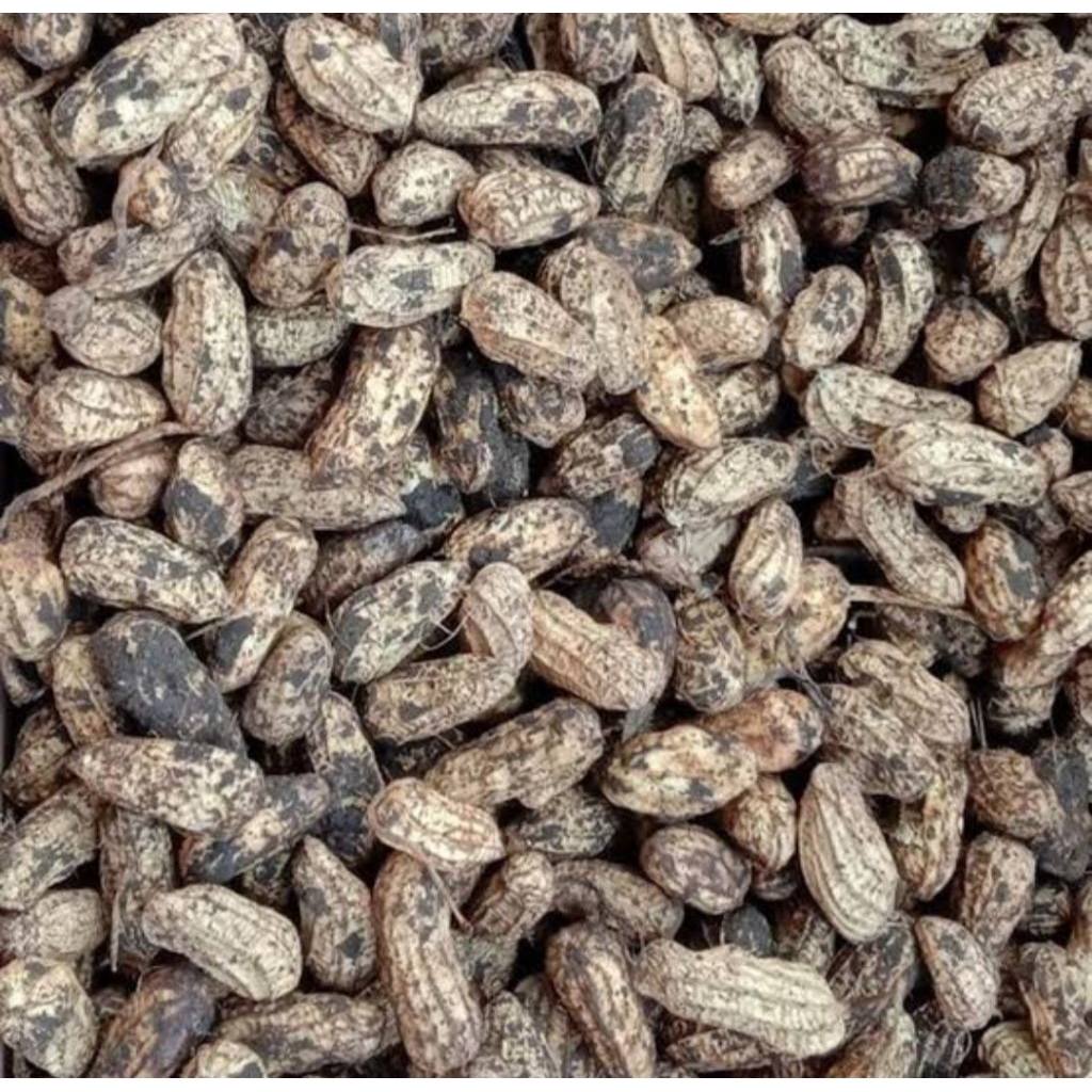 

Kacang Tanah Kulit Mentah Segar