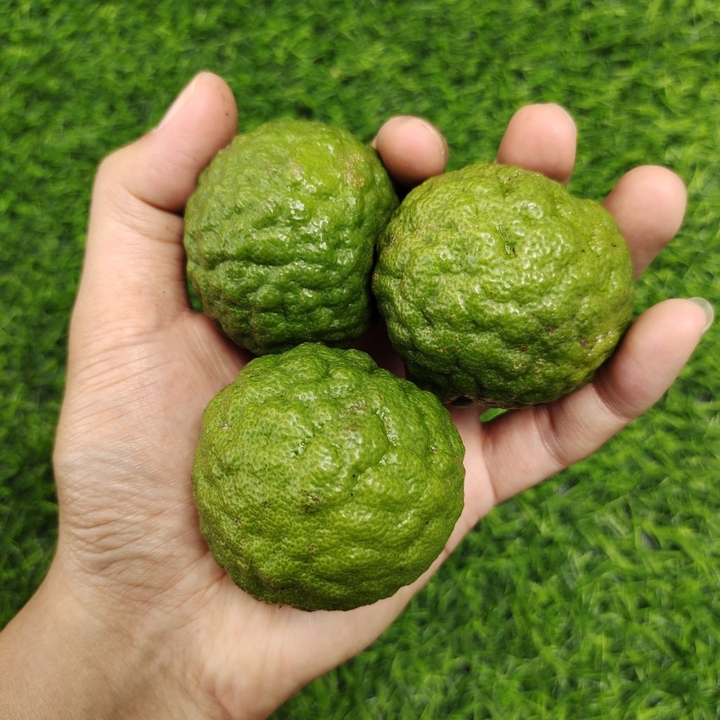 

JERUK PURUT SEGAR 1 BIJI