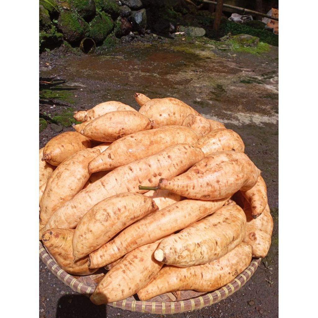 

Ubi Cilembu Asli Wonosobo Spek oven ,Dongdot dan To