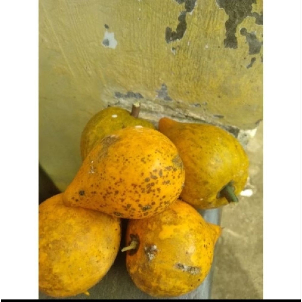 

redi buah sawo/alkesah segar 1kg