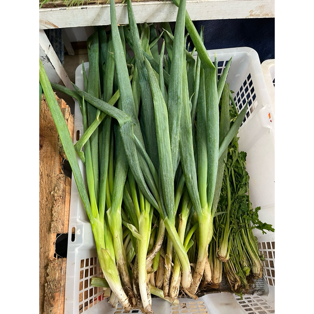 

Daun Bawang 250g, 500g, 750g, 1 kg | Promo Sayuran Rempah Segar | Fresh Buah Amanah