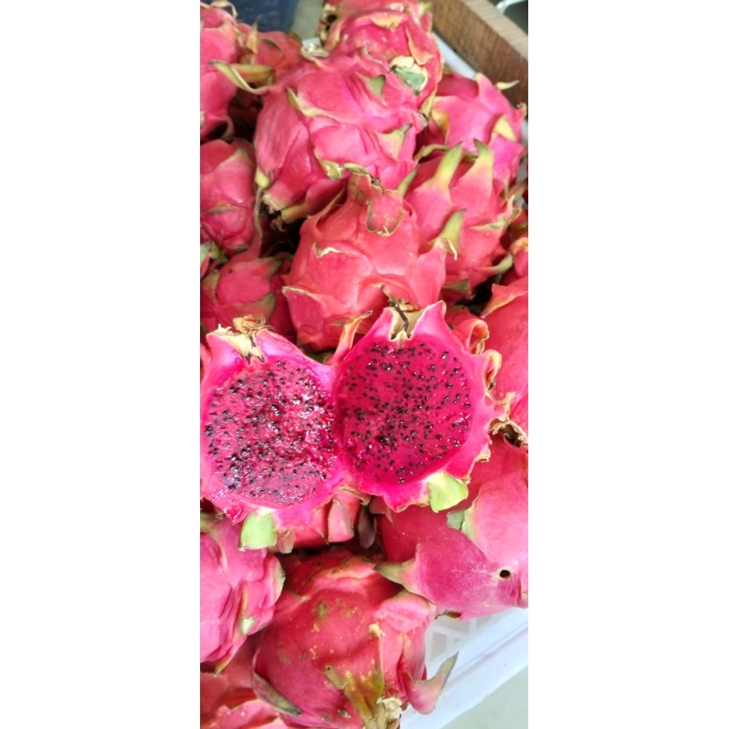 

Buah Naga Sumbar | 1kg