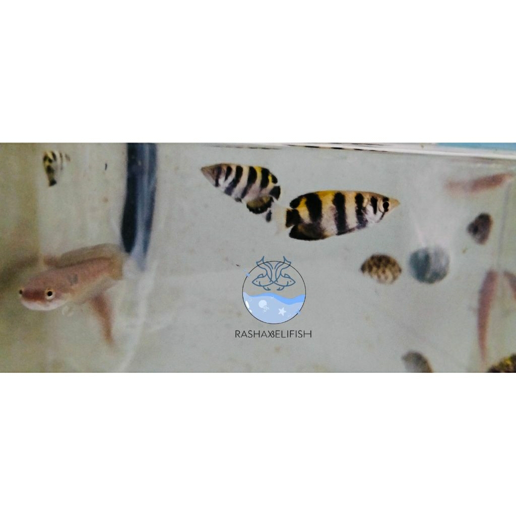 

archer fish mini kid