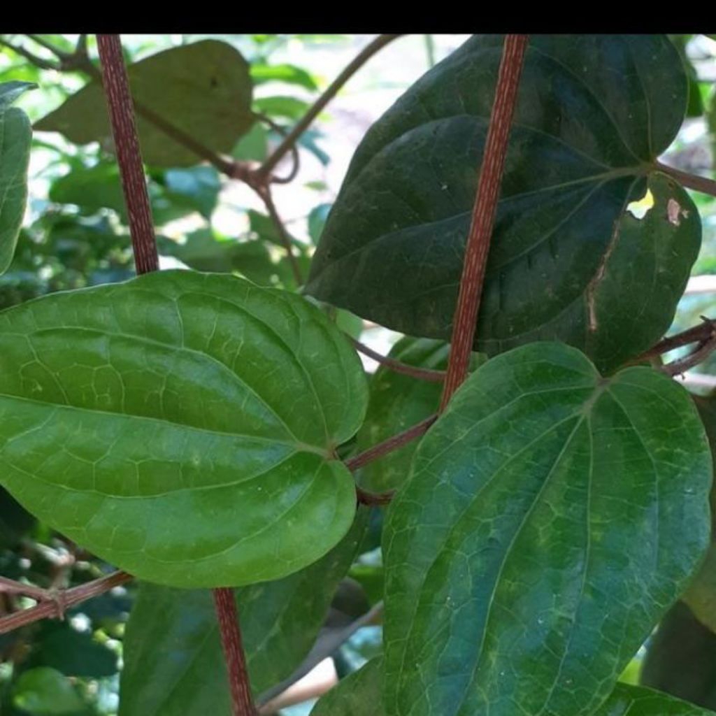 

100 Lembar Daun sirih Merah