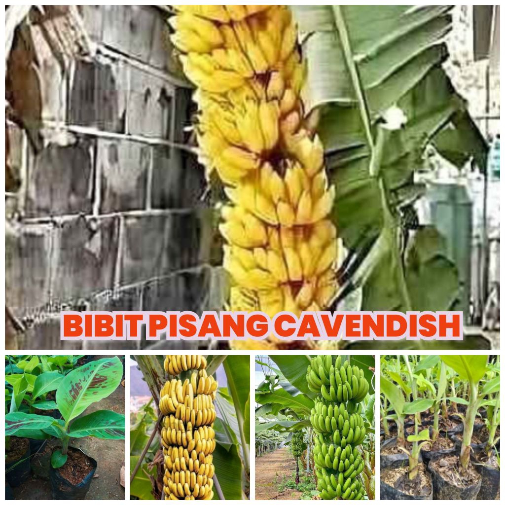 Bibit pisang ambon kuning ambon warangan