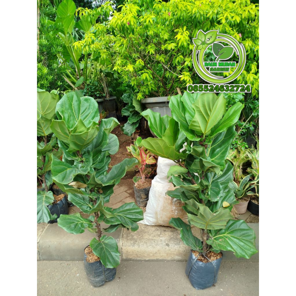 tanaman hias ketapang biola tinggi