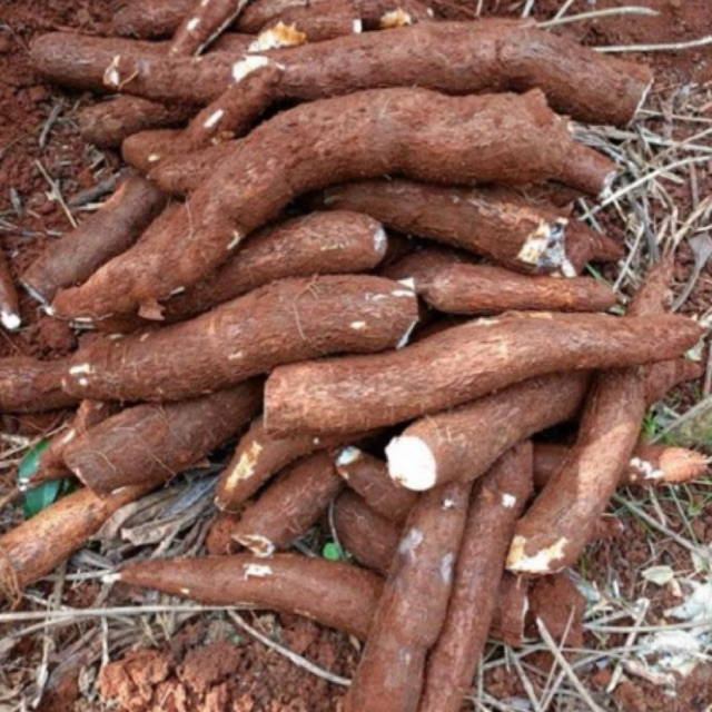 

SINGKONG MENTAH 1KG/SINGKONG MENTEGA PULEN/SINGKONG EMPUK/SINGKONG MURAH/SINGKONG SEGAR