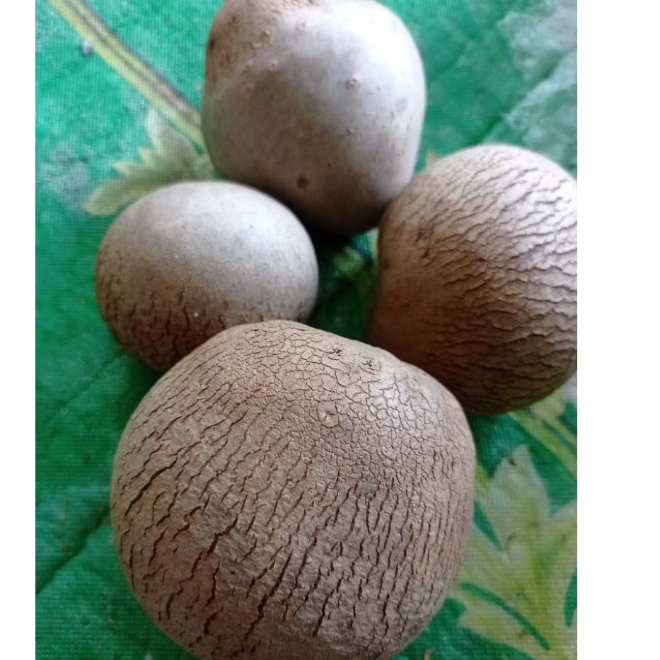 

Kentang gantung kentang udara segar per 2 kg