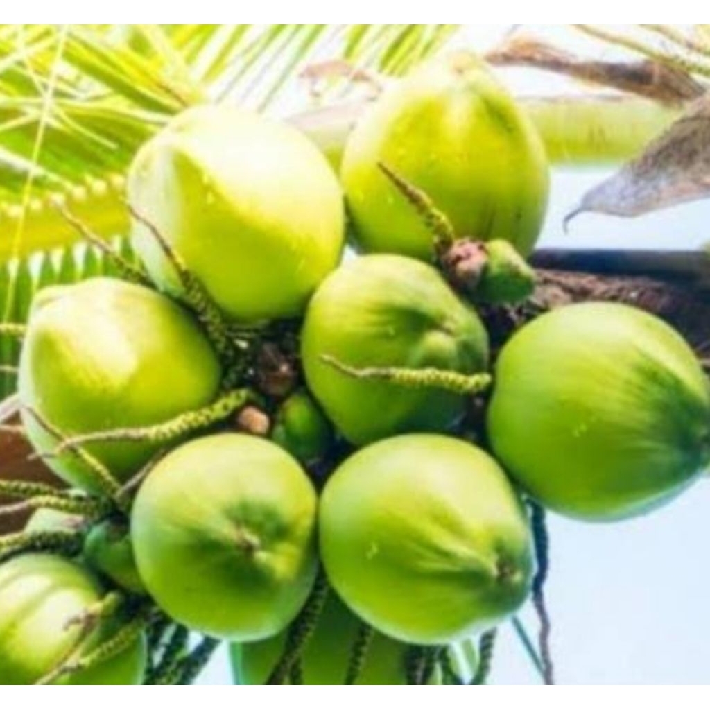 

Buah kelapa pentil buah kelapa muda perbuah-az