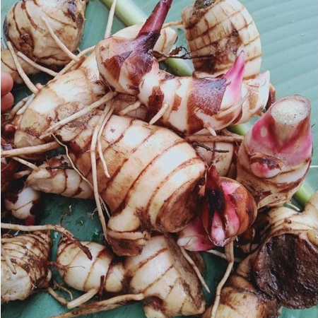 

PROMO Umbi Ganyo/Umbi Ganyong merah/Umbi Ganyong fresh segar 1kg