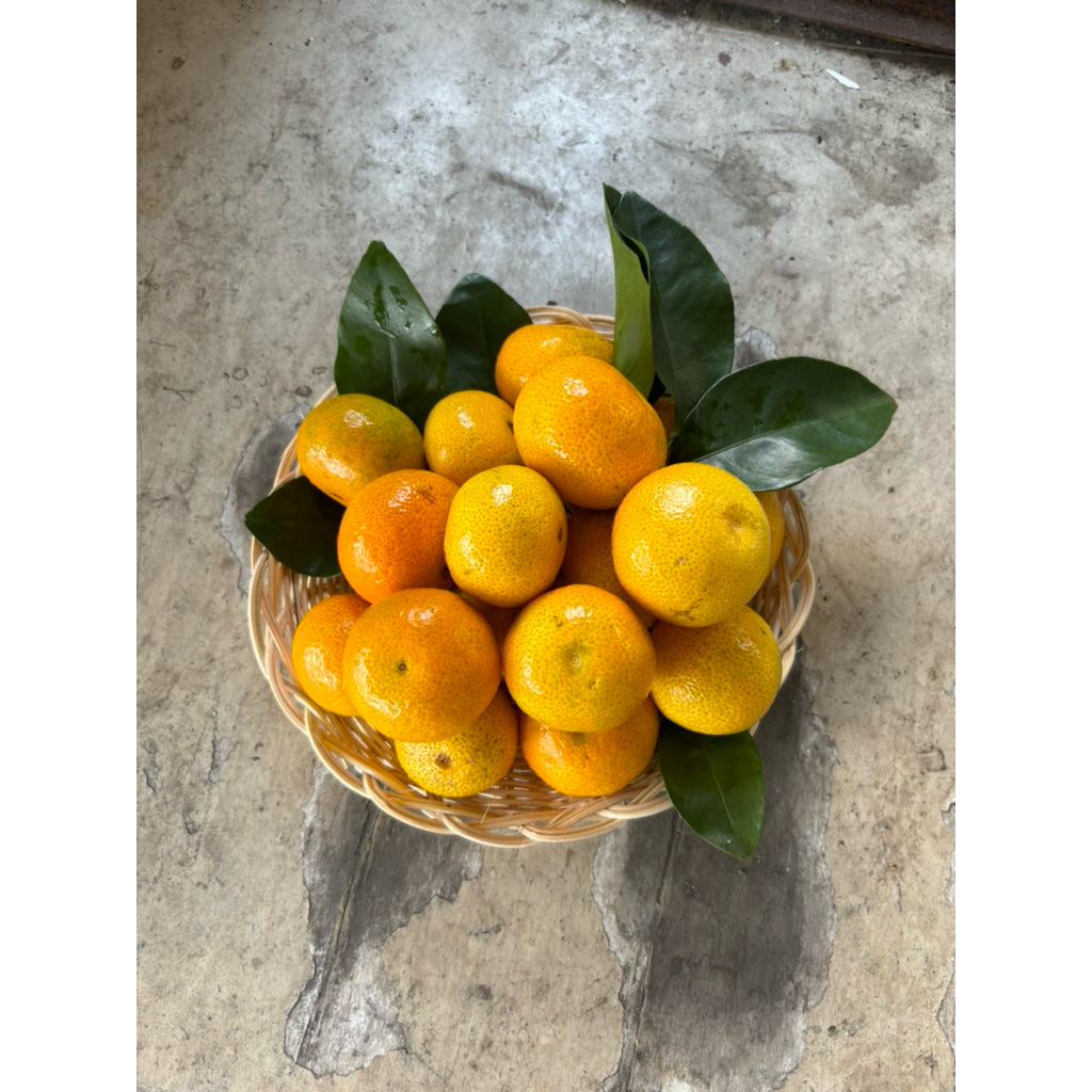 

buahfreshku - jeruk WOKAM MINI 500 gram