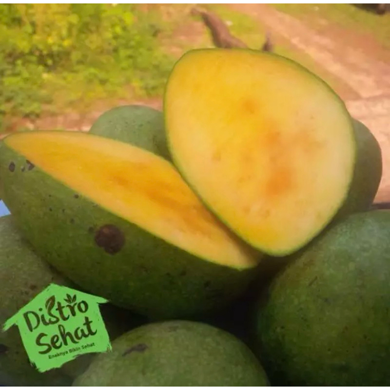 

Mangga Manalagi kecil Tua Pohon ada madunya