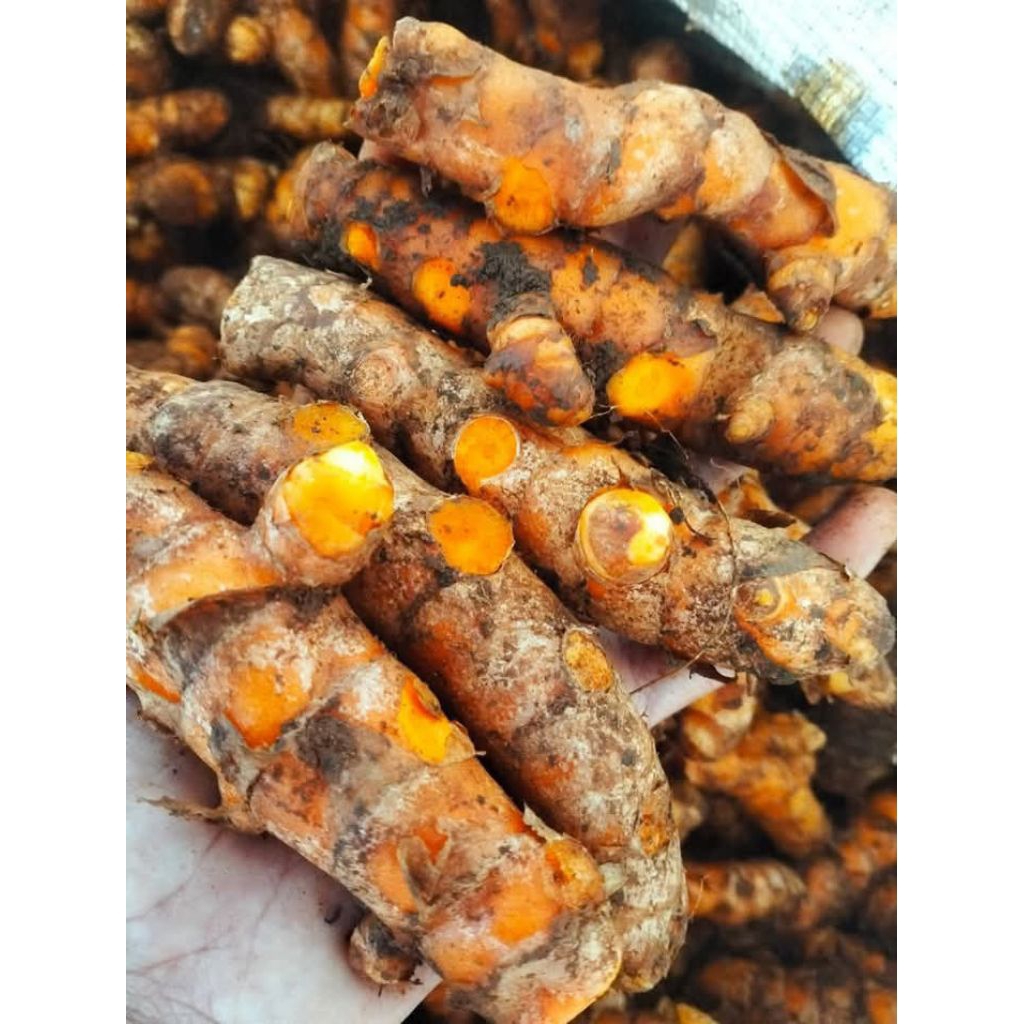 

kunyit segar jumbo 1kg termurah langsung dari petani