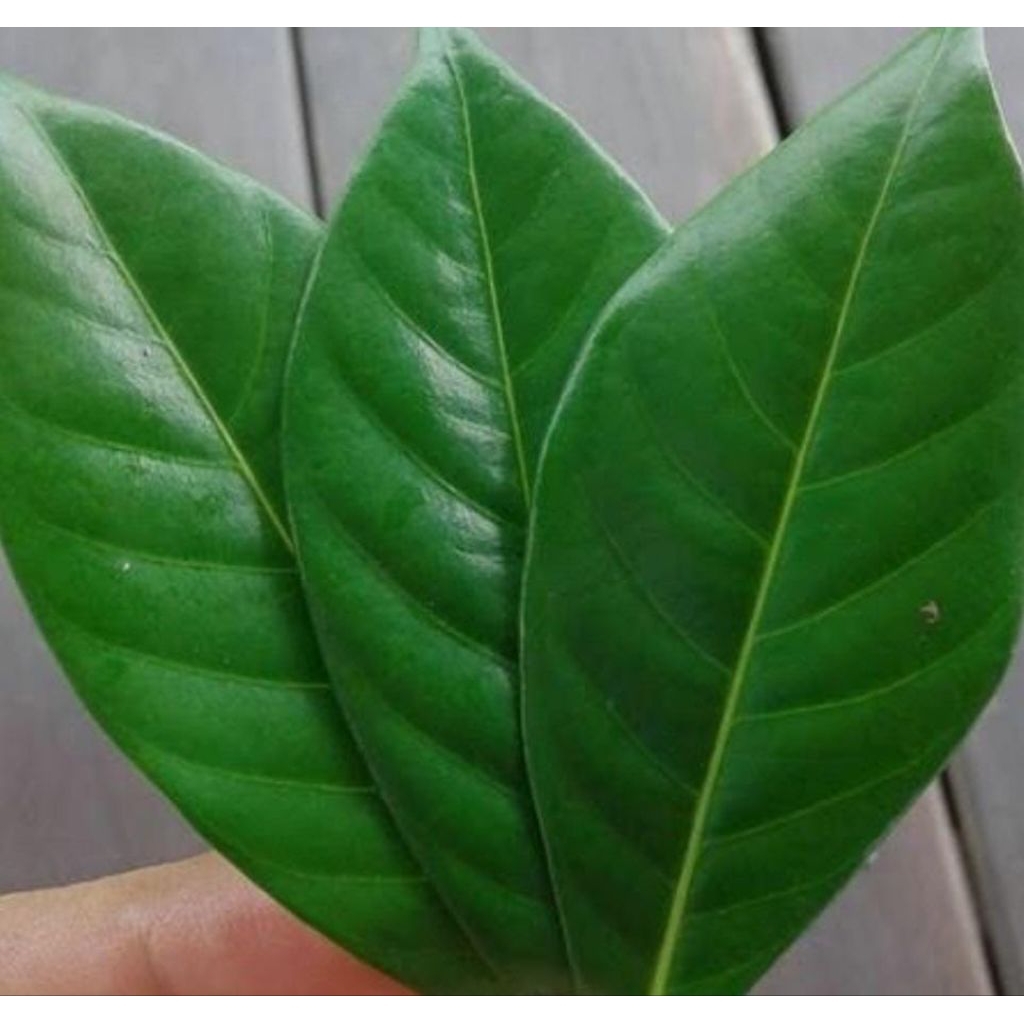 

Daun kacapiring Fresh 100 gr / Ramuan herbal kaya manfaat