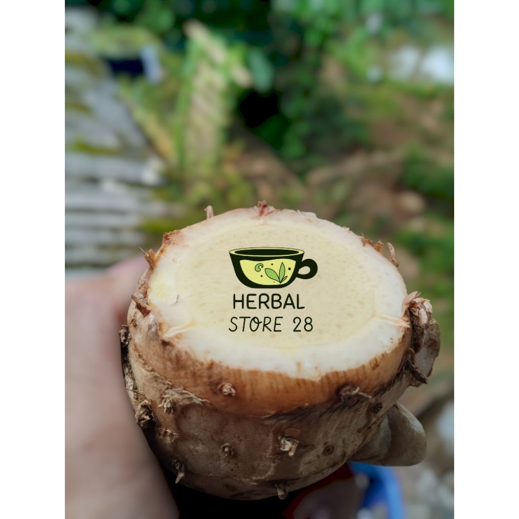 

EMPU kunyit putih segar/fres biang kunyit putih/ bonggol kunyit 1000 gram Herbal Store 28