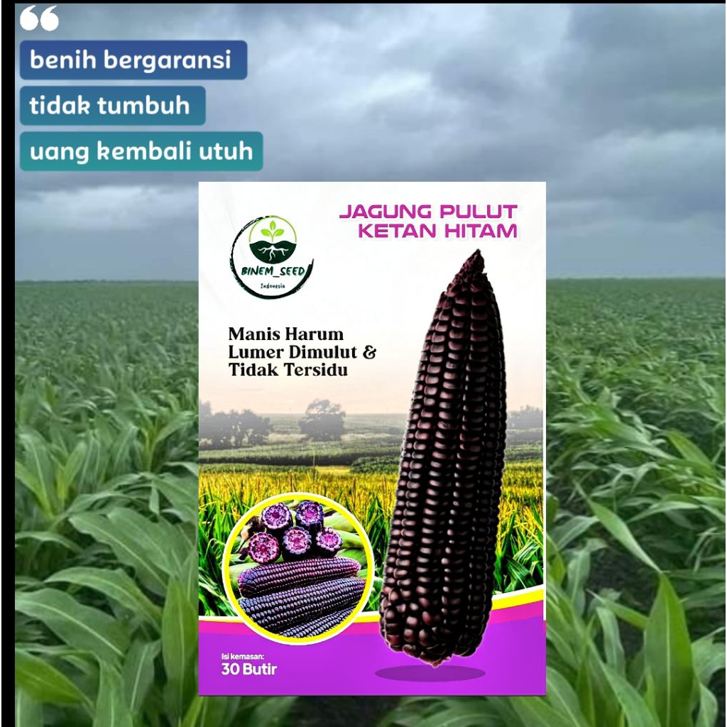 benih jagung ketan hitam