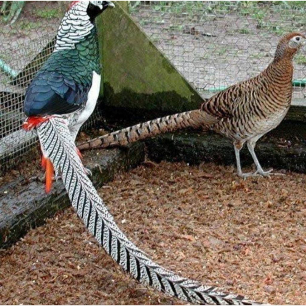 

Ayam hias jenis telur Amherst pheasant original