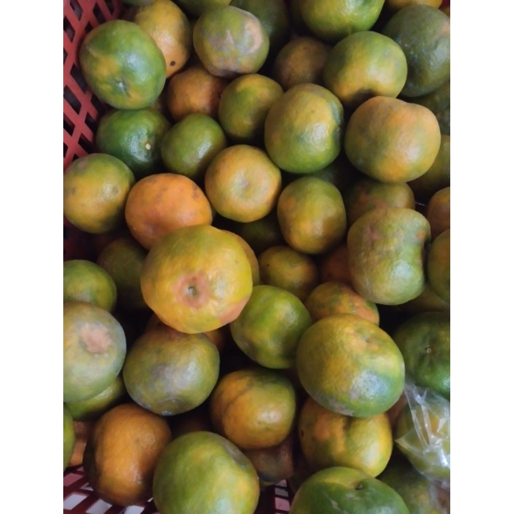

jeruk keprok jumbo