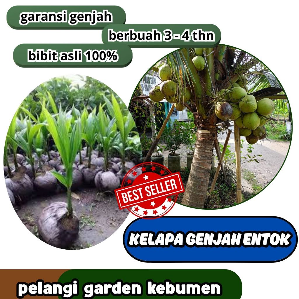 SUDAH DIKUPAS  Bibit Buah Kelapa Genjah Hibrida F1