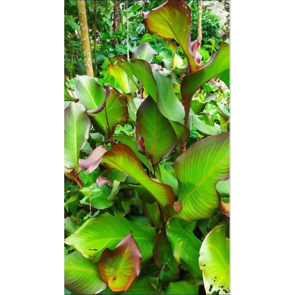 

Ganyong khas gunung Muria 1 kg Manis