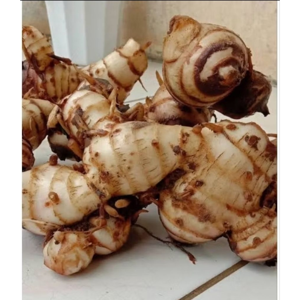 Ganyong khas gunung  Muria 1 kg Manis